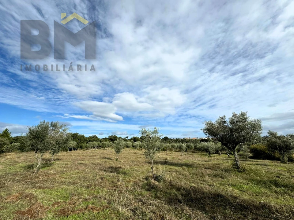Terreno Agricola ou Rústico para Venda em Ninho do Açor e Sobral do Campo Foto 6