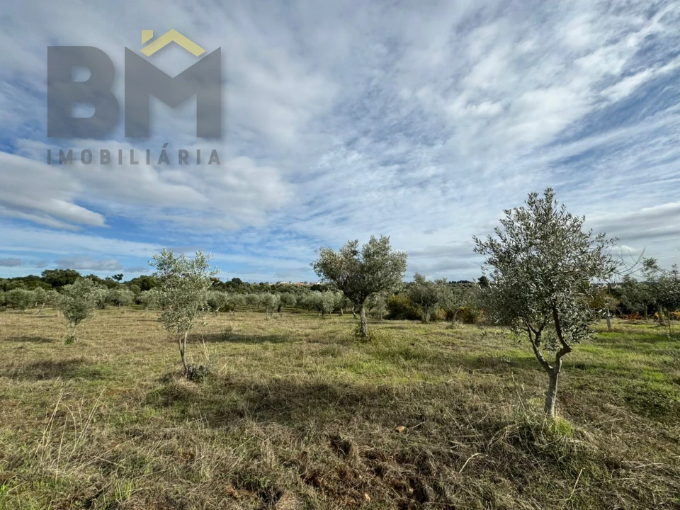 Terreno Agricola ou Rústico para Venda em Ninho do Açor e Sobral do Campo Foto 4