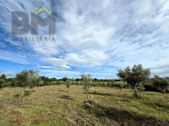 Terreno Agricola ou Rústico para Venda em Ninho do Açor e Sobral do Campo Foto 6