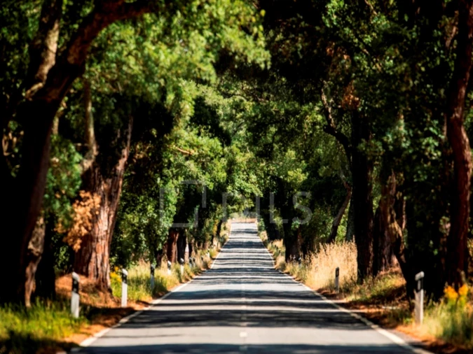 Moradia T2 para Venda em Grândola e Santa Margarida da Serra Foto 11
