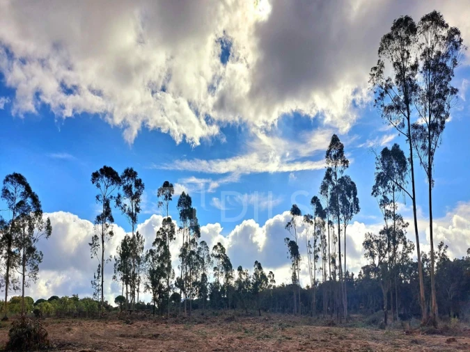 Moradia T2 para Venda em Grândola e Santa Margarida da Serra Foto 24