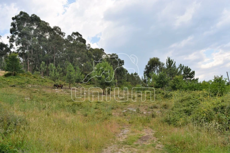 Terreno para Venda em Afife Foto 4