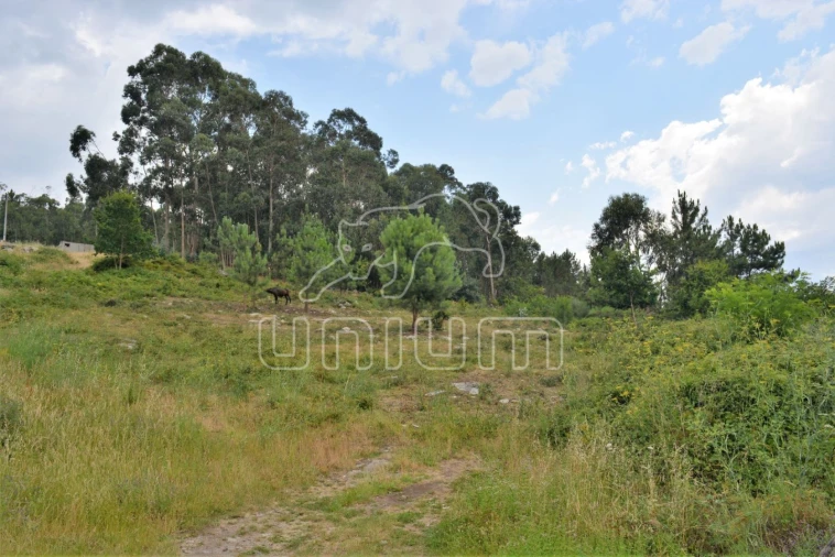 Terreno para Venda em Afife Foto 8