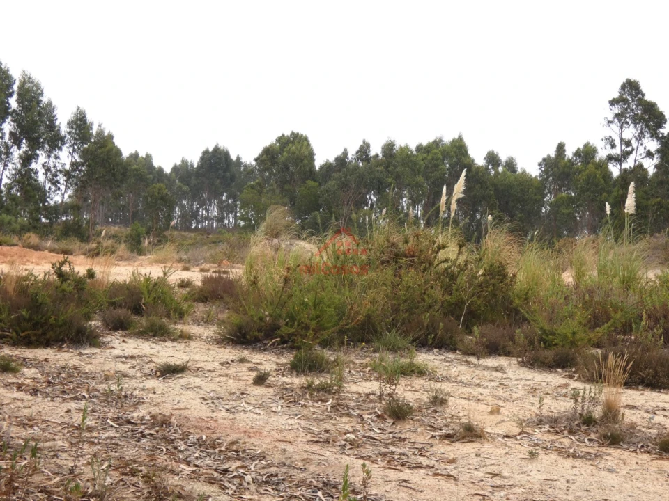 Terreno Comércio / Armazém para Venda em Santa Maria, São Pedro e Matacães Foto 14