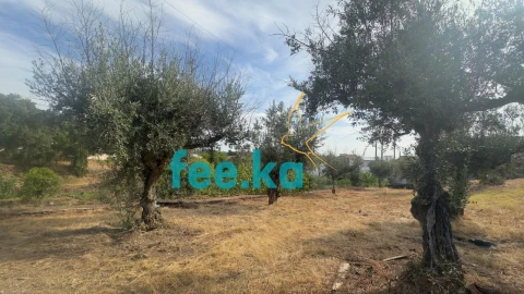 Quinta para Venda em Cebolais de Cima e Retaxo