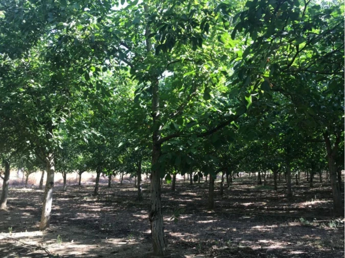 Terreno P/ Prédio para Venda em Estremoz (Santa Maria e Santo André) Foto 12