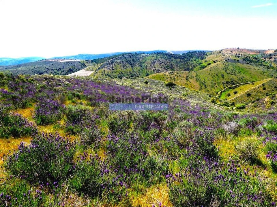 Terreno para Venda em Alfandega da Fe Foto 4