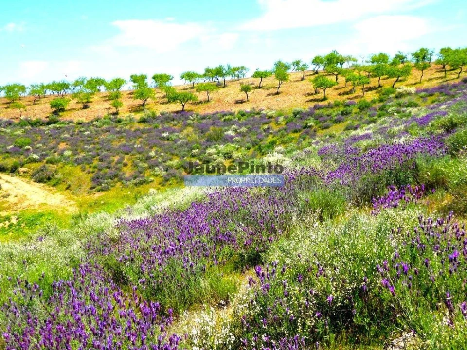 Terreno para Venda em Alfandega da Fe Foto 5