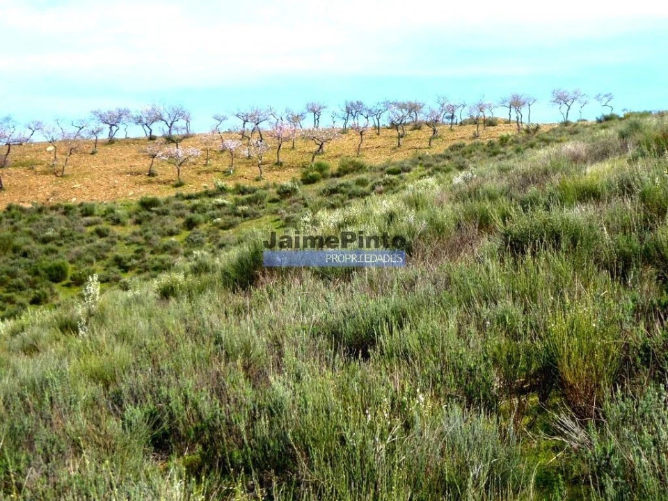 Terreno para Venda em Alfandega da Fe Foto 7
