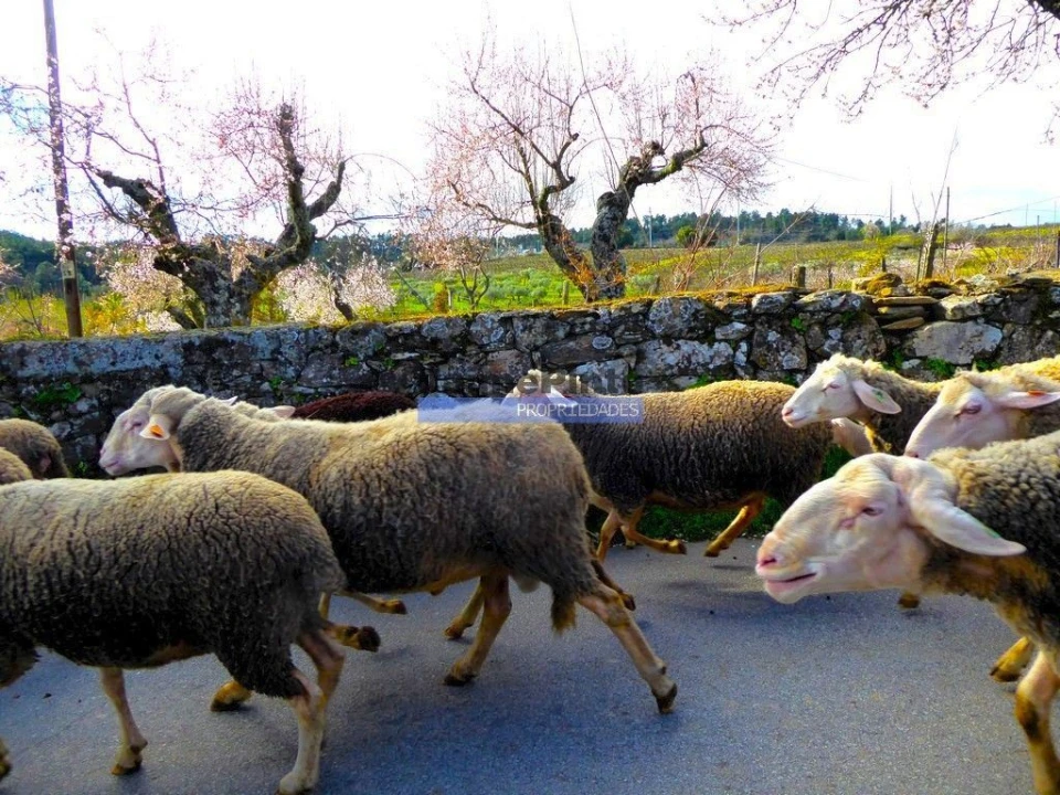 Terreno para Venda em Alfandega da Fe Foto 9