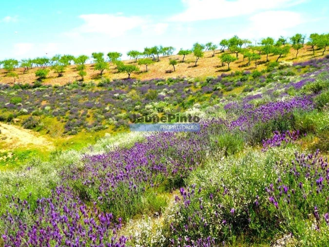 Terreno para Venda em Alfandega da Fe Foto 5