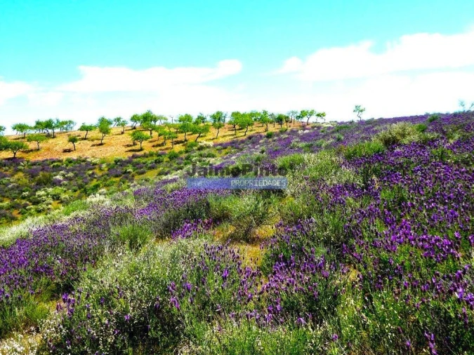 Terreno para Venda em Alfandega da Fe Foto 8