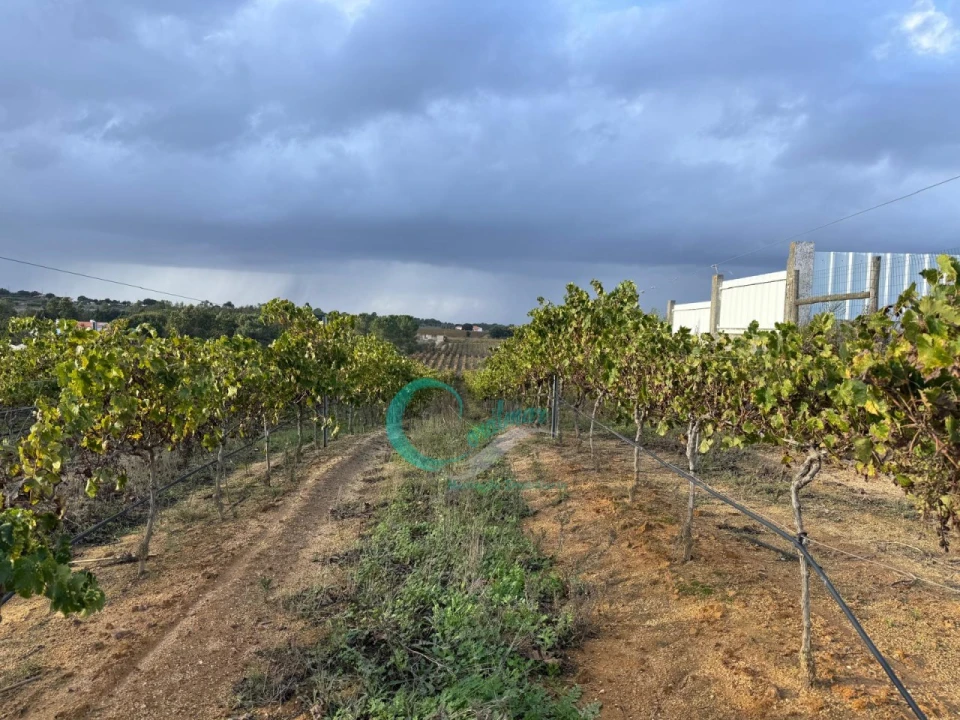 Terreno Agricola ou Rústico para Venda em Palmela Foto 4