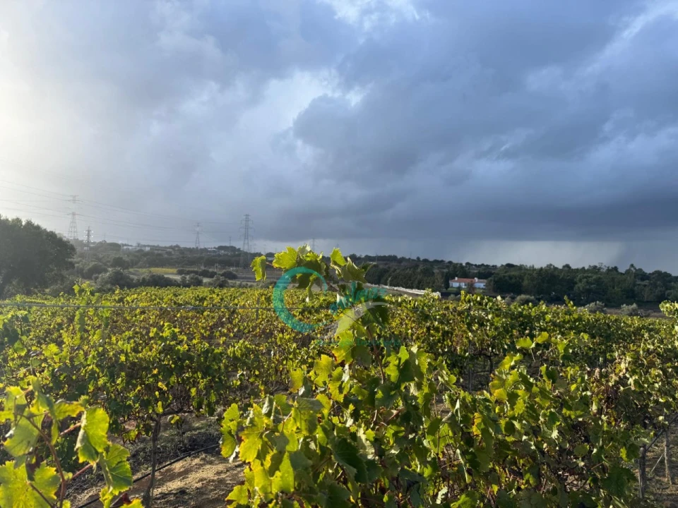 Terreno Agricola ou Rústico para Venda em Palmela Foto 6