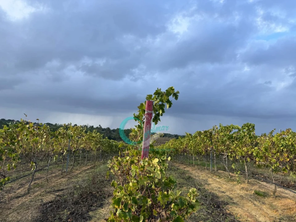 Terreno Agricola ou Rústico para Venda em Palmela Foto 9