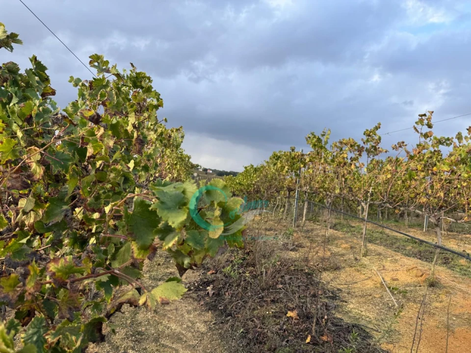 Terreno Agricola ou Rústico para Venda em Palmela Foto 10