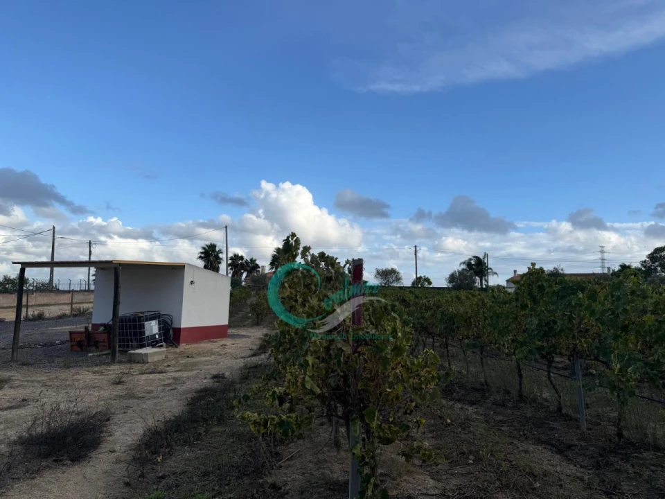 Terreno Agricola ou Rústico para Venda em Palmela Foto 12