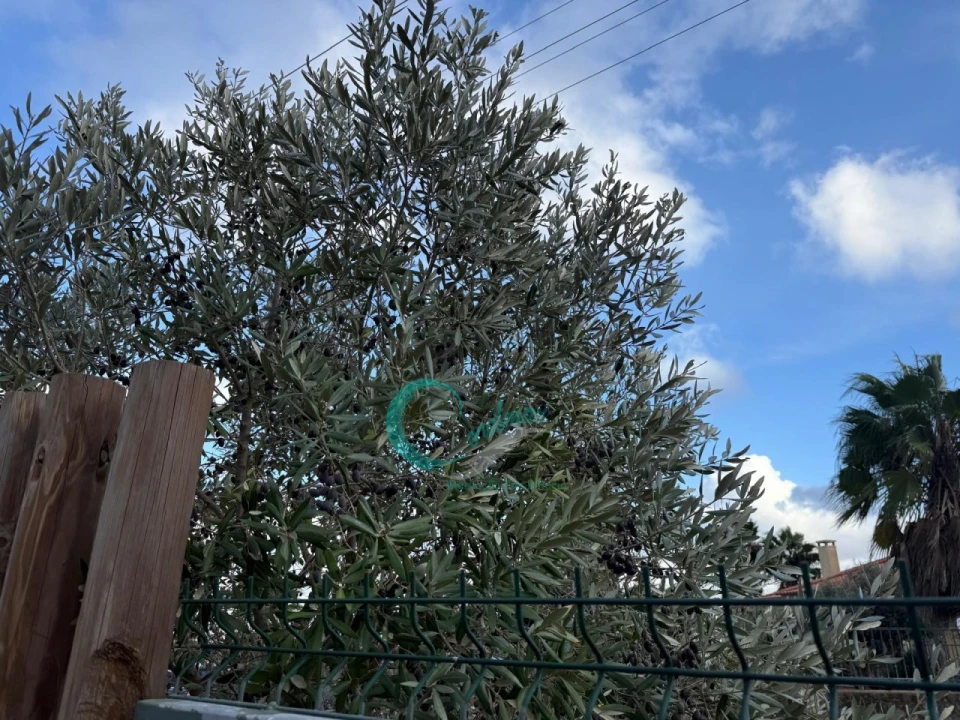 Terreno Agricola ou Rústico para Venda em Palmela Foto 15