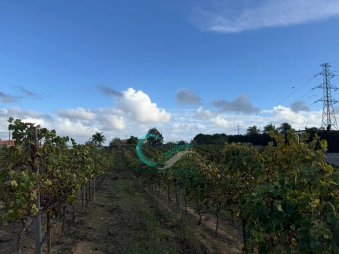 Terreno Agricola ou Rústico para Venda em Palmela Foto 11