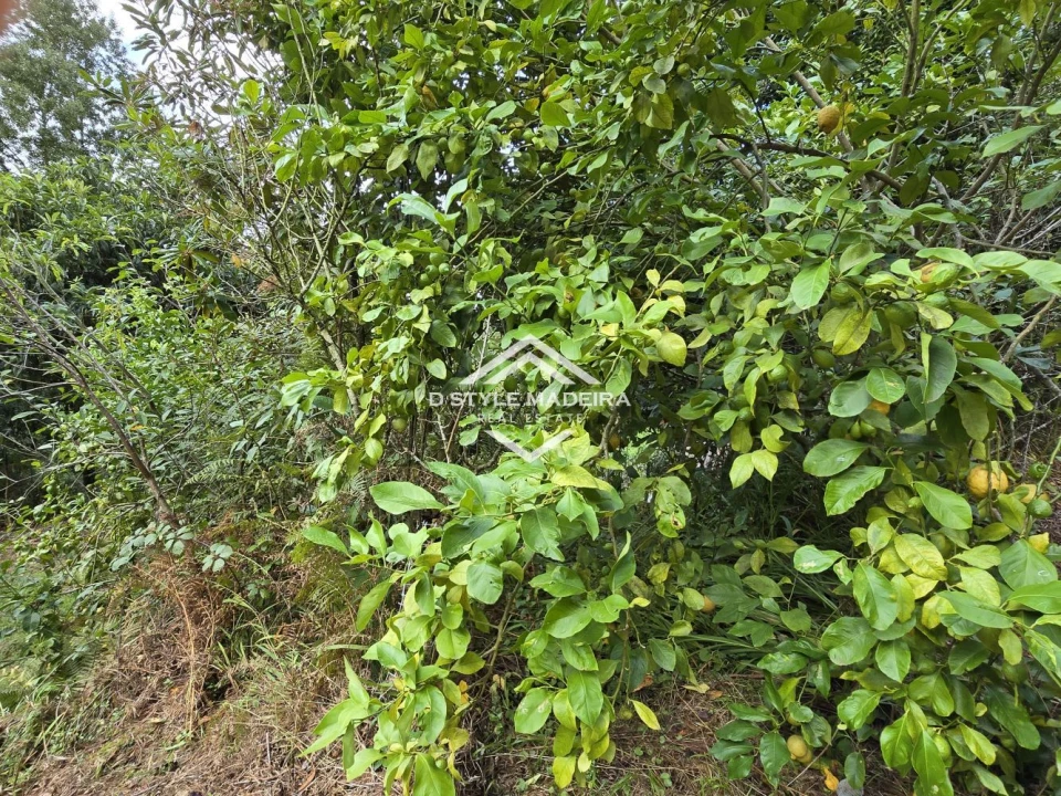 Terreno para Venda em São Vicente Foto 41