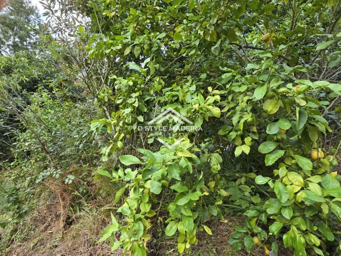 Terreno para Venda em São Vicente Foto 41