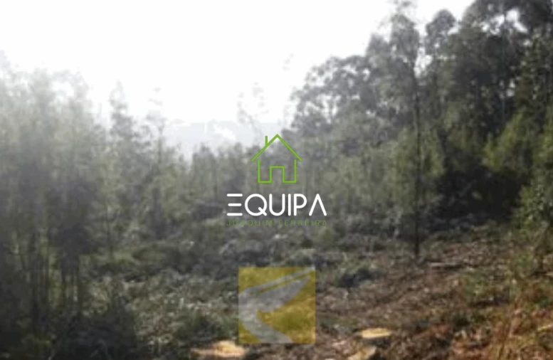 Terreno para Venda em Monte Córdova Foto 4