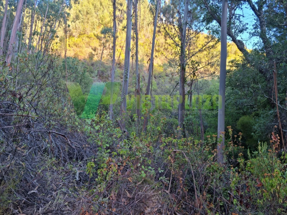 Terreno Agricola ou Rústico para Venda em Marmelete Foto 7