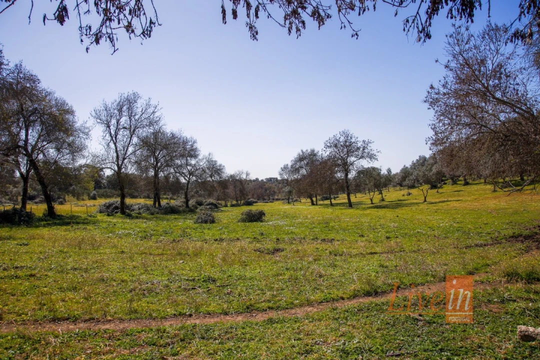Quinta T8 para Venda em Alter do Chão Foto 12