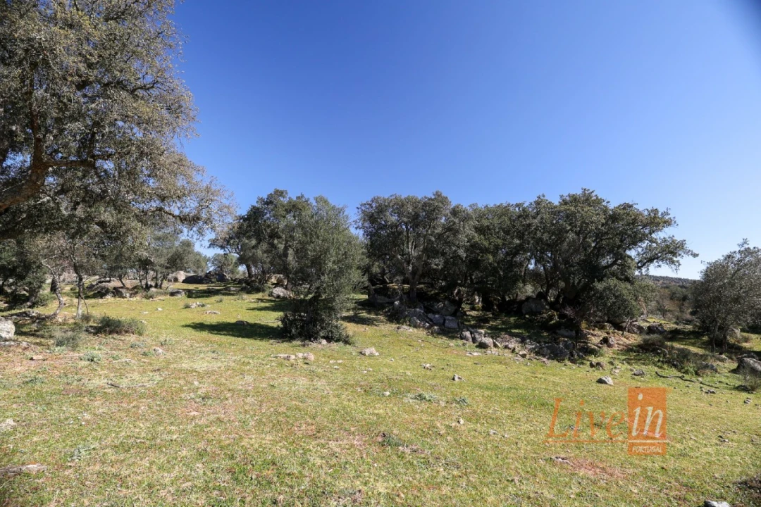 Quinta T8 para Venda em Alter do Chão Foto 16