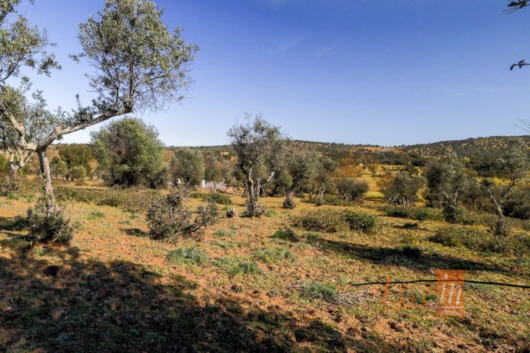 Quinta T8 para Venda em Alter do Chão Foto 2