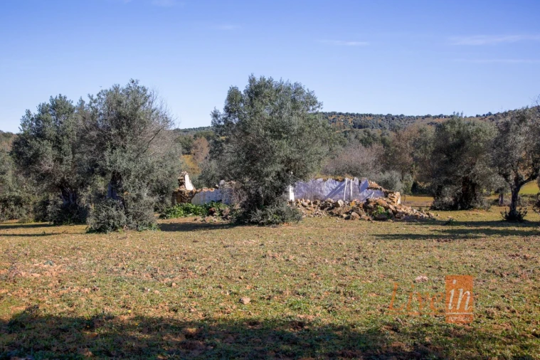 Quinta T8 para Venda em Alter do Chão Foto 3