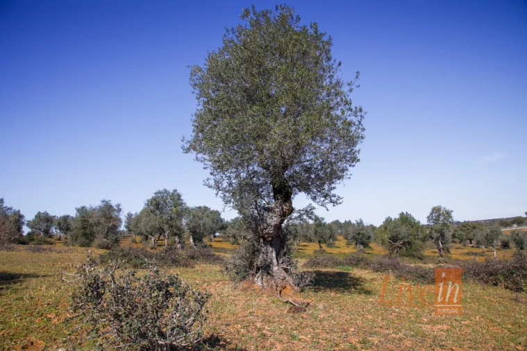 Quinta T8 para Venda em Alter do Chão Foto 4