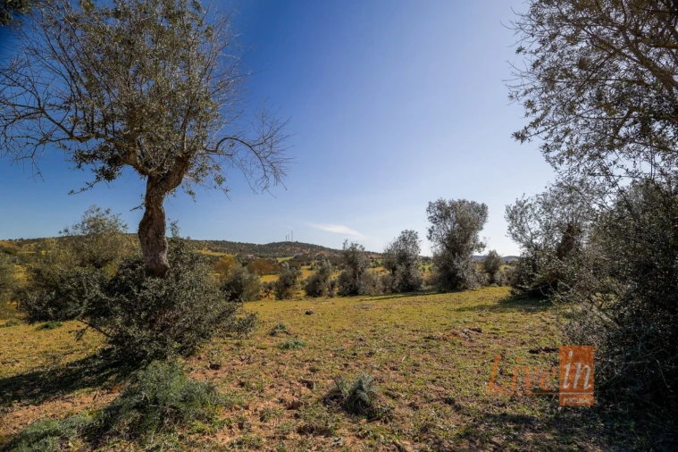 Quinta T8 para Venda em Alter do Chão Foto 6