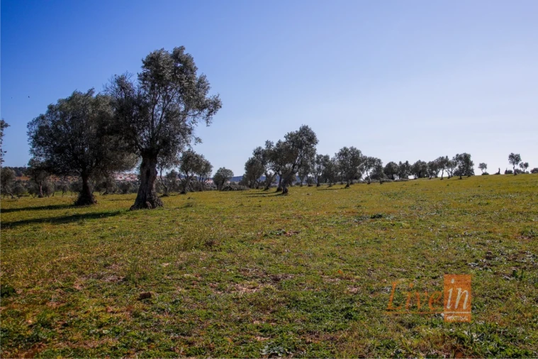 Quinta T8 para Venda em Alter do Chão Foto 9