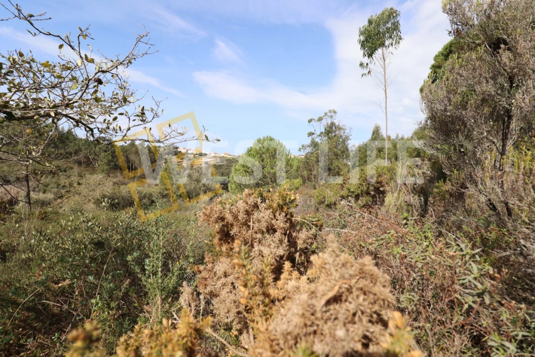 Terreno Agricola ou Rústico para Venda em Carvoeira Foto 9