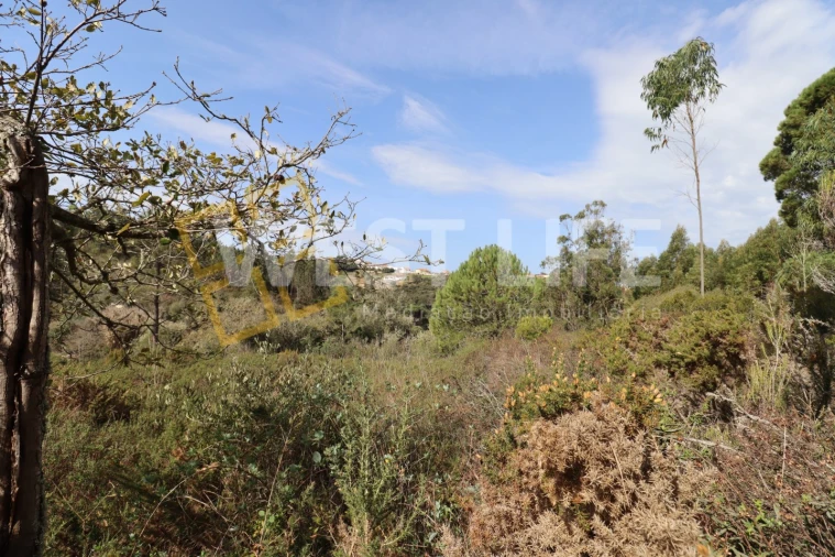 Terreno Agricola ou Rústico para Venda em Carvoeira Foto 5