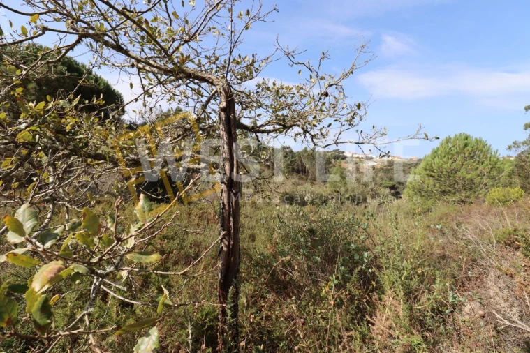 Terreno Agricola ou Rústico para Venda em Carvoeira Foto 6