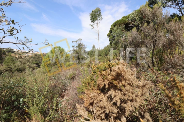 Terreno Agricola ou Rústico para Venda em Carvoeira Foto 10