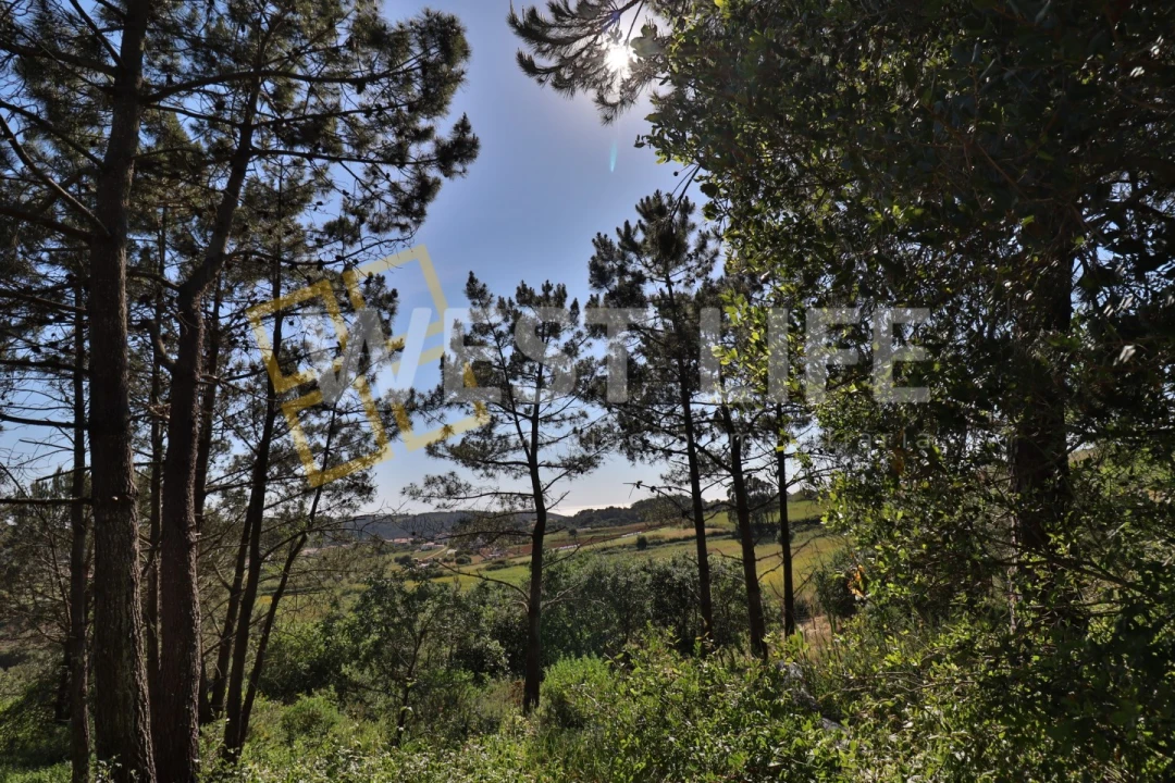 Terreno Agricola ou Rústico para Venda em Santo Isidoro Foto 7