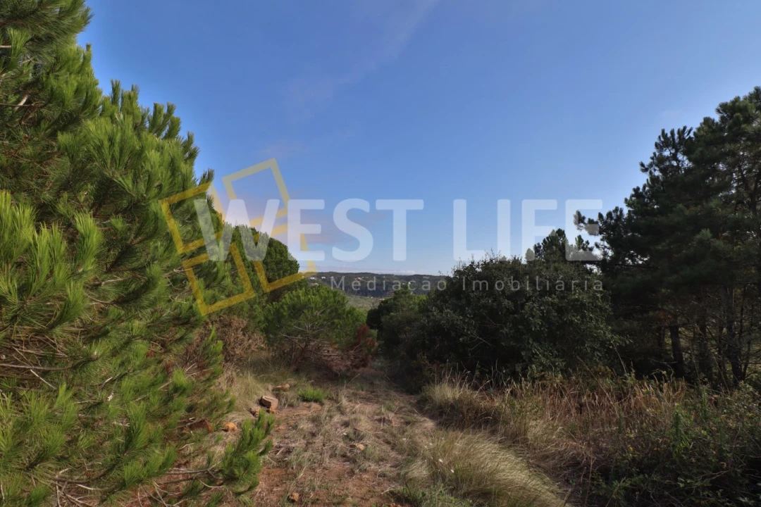 Terreno Agricola ou Rústico para Venda em Santo Isidoro Foto 8