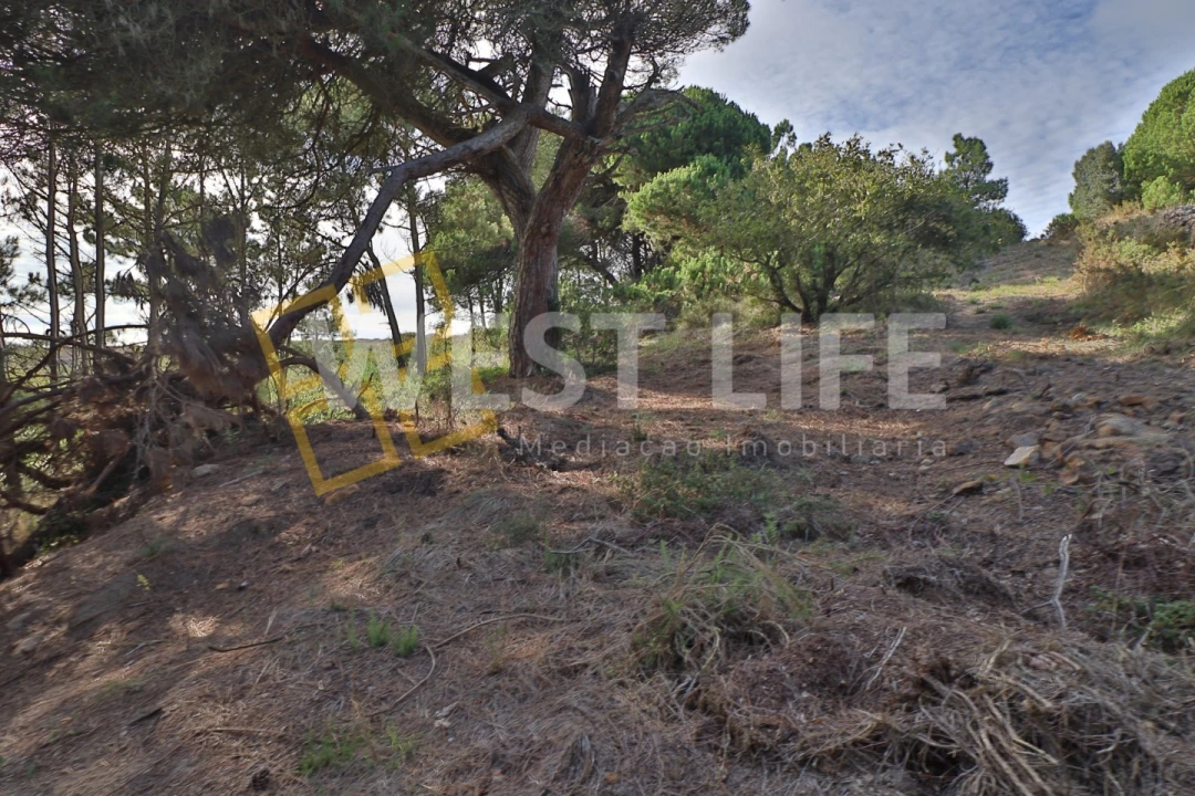 Terreno Agricola ou Rústico para Venda em Santo Isidoro Foto 11