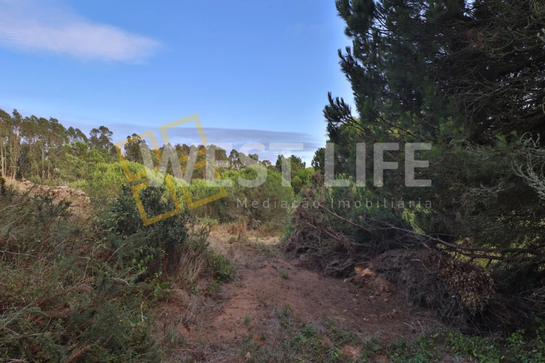 Terreno Agricola ou Rústico para Venda em Santo Isidoro Foto 15