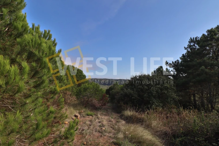 Terreno Agricola ou Rústico para Venda em Santo Isidoro Foto 8