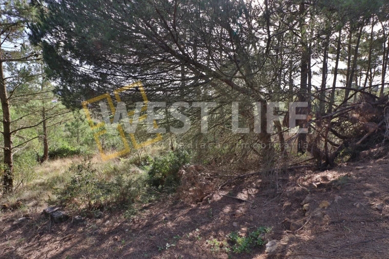 Terreno Agricola ou Rústico para Venda em Santo Isidoro Foto 12