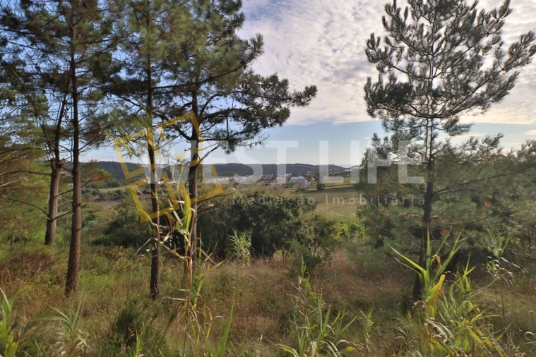 Terreno Agricola ou Rústico para Venda em Santo Isidoro Foto 13