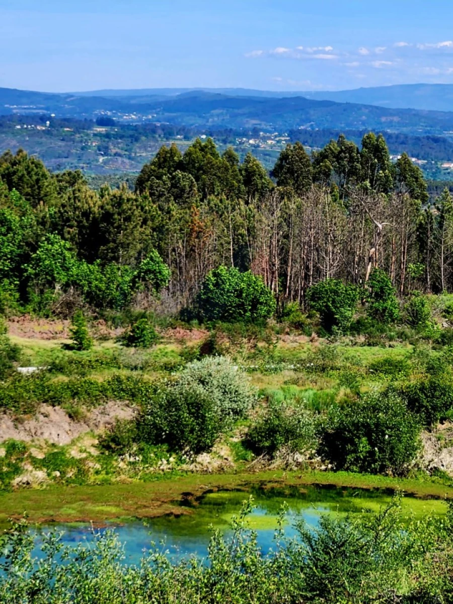 Terreno para Venda em Cavernães Foto 1