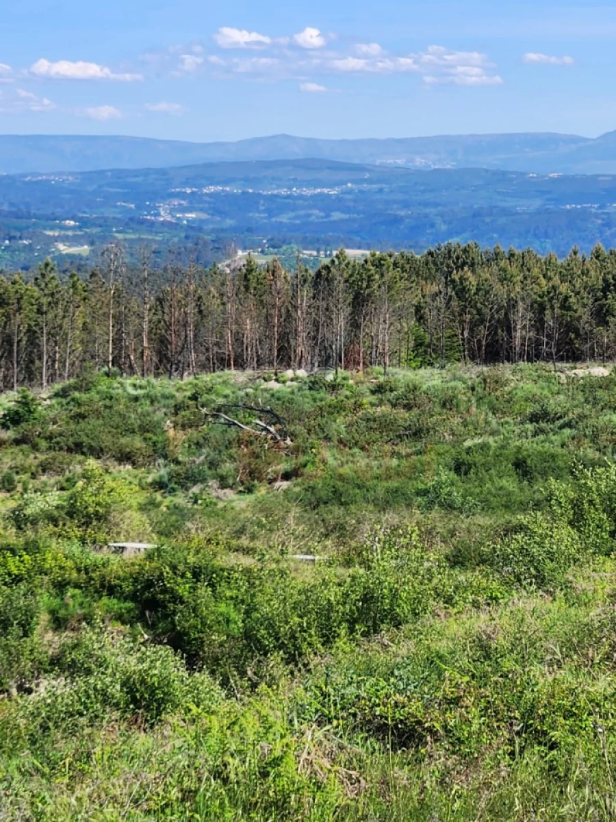 Terreno para Venda em Cavernães Foto 4