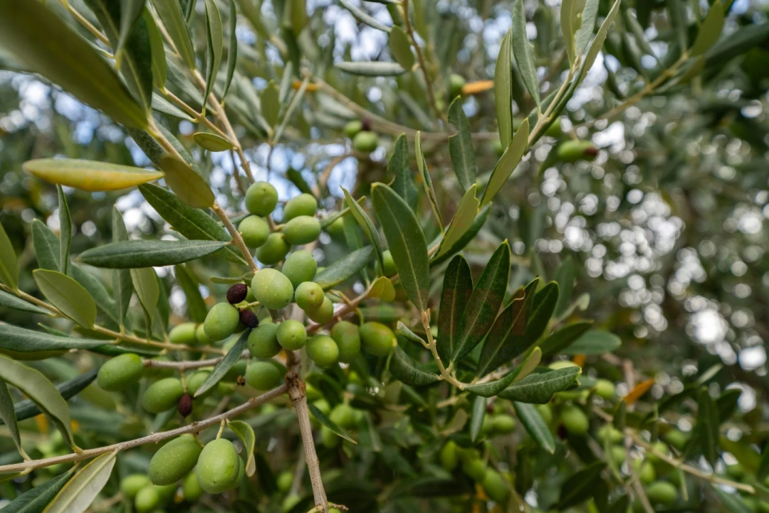 Quinta T6 para Venda em Penajoia Foto 14