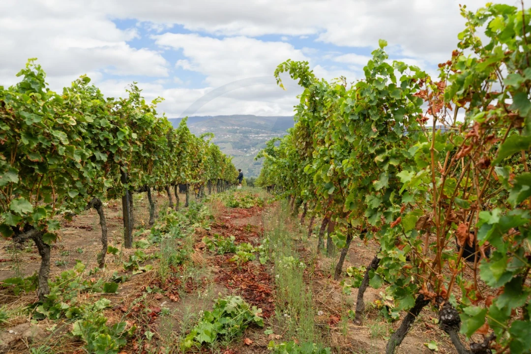 Quinta T6 para Venda em Penajoia Foto 21