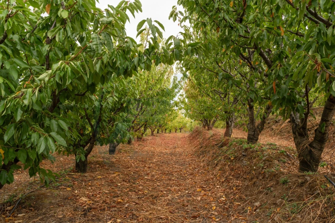 Quinta T6 para Venda em Penajoia Foto 40